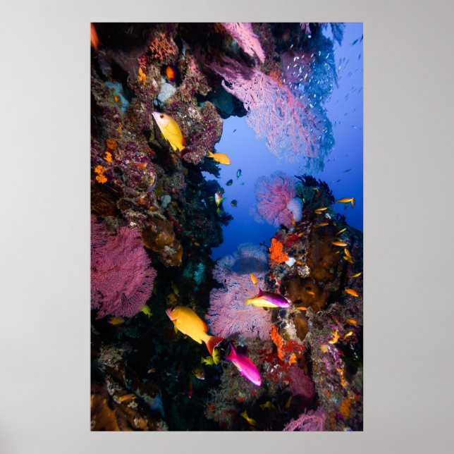 Coral Sea - Tropical Fish & Reef - Poster (Framsidan)