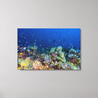 Coral Sea - Tropical Fish & Reef - Wrapped Canvas