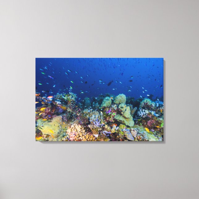 Coral Sea - Tropical Fish & Reef - Wrapped Canvas (Framsida)