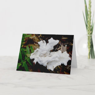 Coral Shelf Fungus Note Card Helgkort