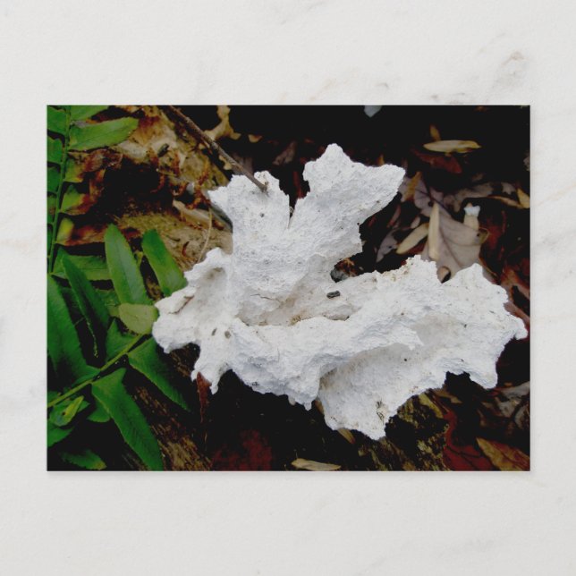 Coral Shelf Fungus vycard Vykort (Framsida)