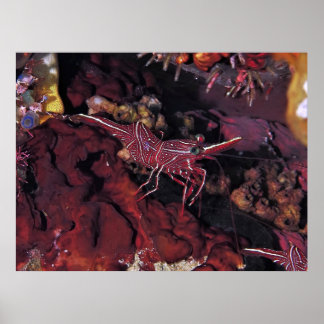 Coral Shrimp Poster