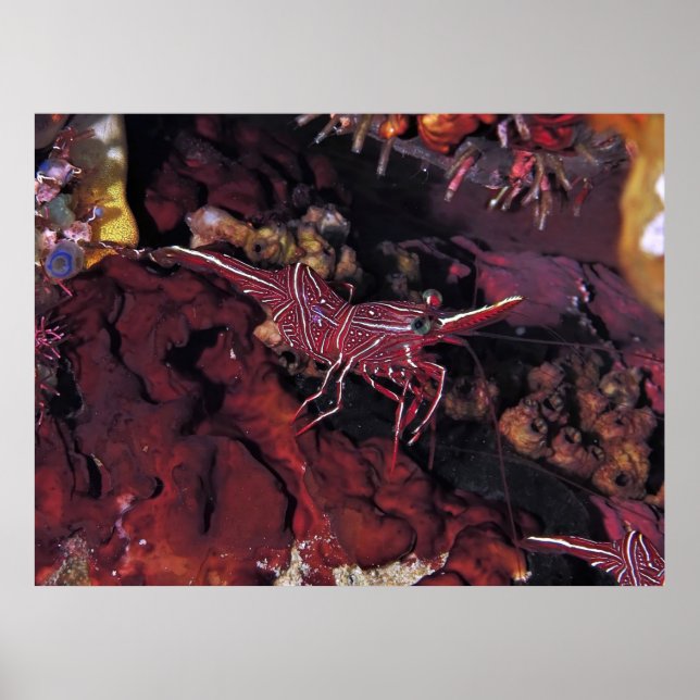 Coral Shrimp Poster (Framsidan)