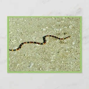 Coral Snake Vykort