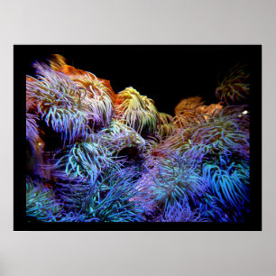 Coral the Sea of Underwater Wildlife Poster