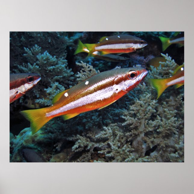 Coral Trout Poster (Framsidan)