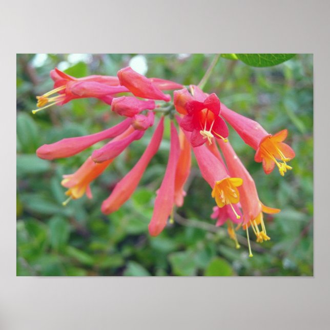 Coral Trumpet Honeysuckle Photo Gifts Poster (Framsidan)