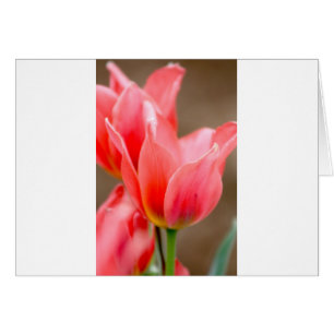 Coral Tulip Hälsningskort