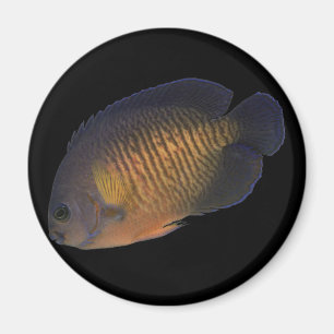 CoralBeauty havsängel Magnet