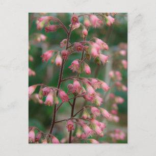 Coralbell Flowers Vykort