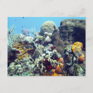Corals Paradise Reef Cozumel Yucatan, Mexiko Vykort