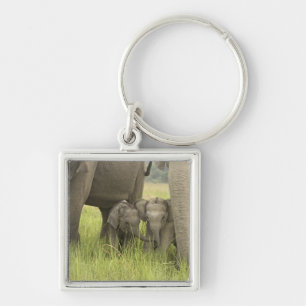 Corbett National Park, Uttaranchal, Indien. Fyrkantig Silverfärgad Nyckelring
