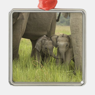 Corbett National Park, Uttaranchal, Indien. Julgransprydnad Metall