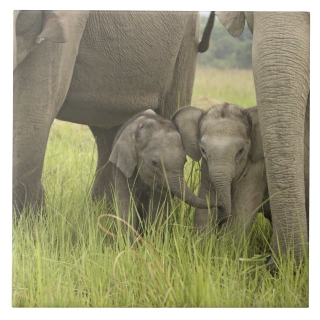 Corbett National Park, Uttaranchal, Indien. Kakelplatta (Framsidan)