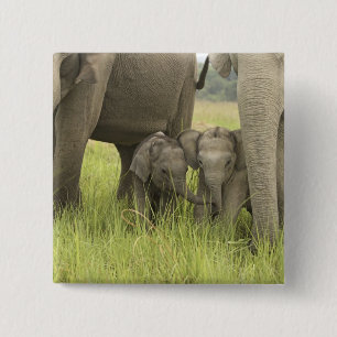 Corbett National Park, Uttaranchal, Indien. Knapp