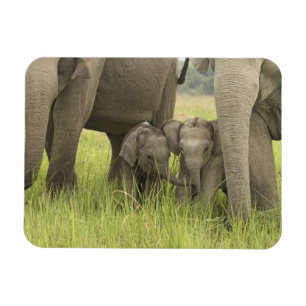 Corbett National Park, Uttaranchal, Indien. Magnet
