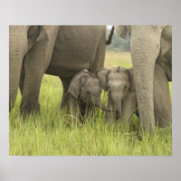 Corbett National Park, Uttaranchal, Indien.