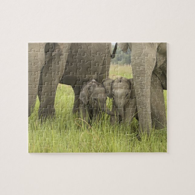 Corbett National Park, Uttaranchal, Indien. Pussel (Horisontell)