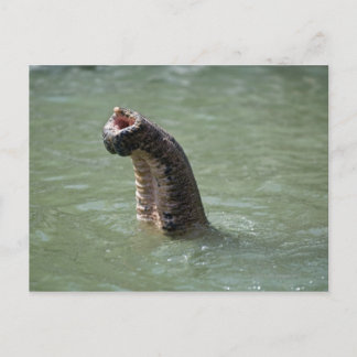Corbett National Park, Uttaranchal, Indien Vykort