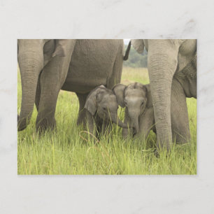 Corbett nationalpark, Uttaranchal, India. Vykort