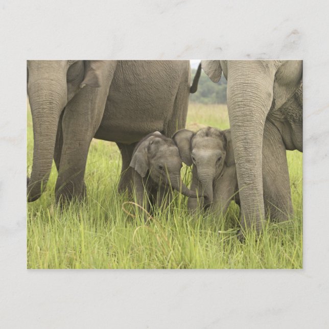 Corbett nationalpark, Uttaranchal, India. Vykort (Framsida)