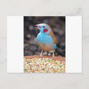 Cordon Bleu Finch Vykort