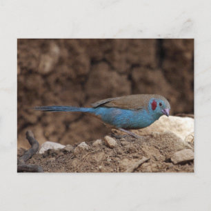 Cordon-Bleu Vykort