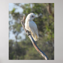 Corella Bird Poster