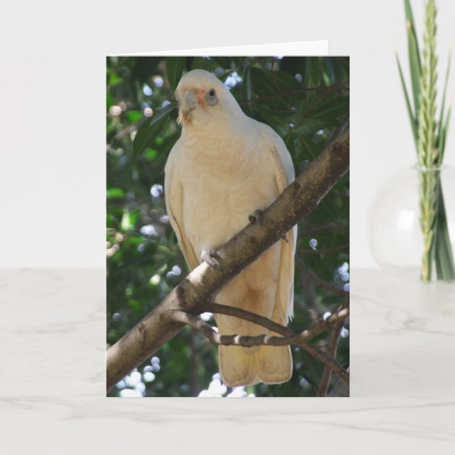 Corella Greeting Card Kort (Framsida)
