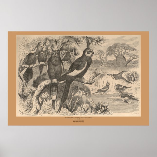 Corella Poster (Framsidan)