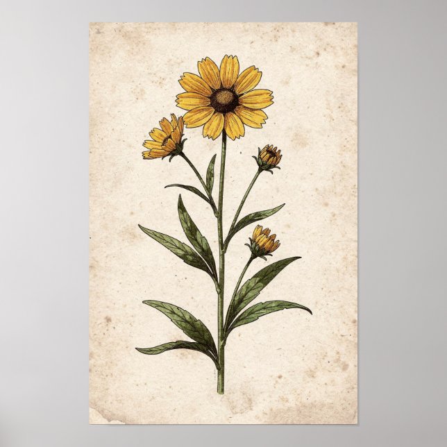 Coreopsis Botaniskt Tryck (Framsidan)