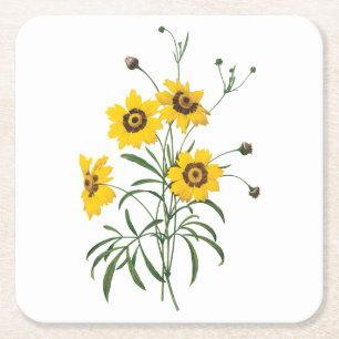Coreopsis (Coreopsis elegans) av Redouté Underlägg Papper Kvadrat