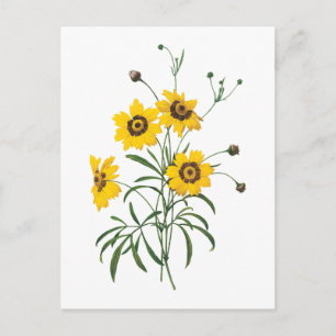 Coreopsis (Coreopsis elegans) av Redouté Vykort
