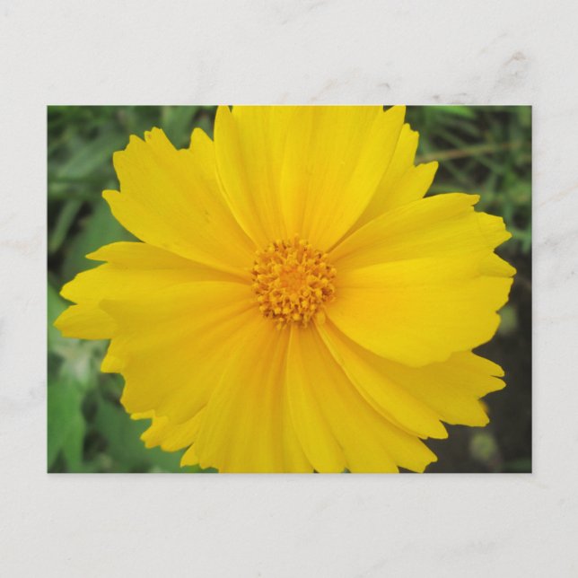Coreopsis Gult blomma Bloom Vykort (Framsida)
