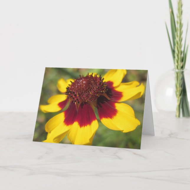 Coreopsis-kort för blomma, fotopatblanketter kort (Framsida)