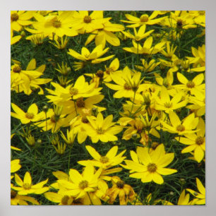 Coreopsis Skriv ut Poster