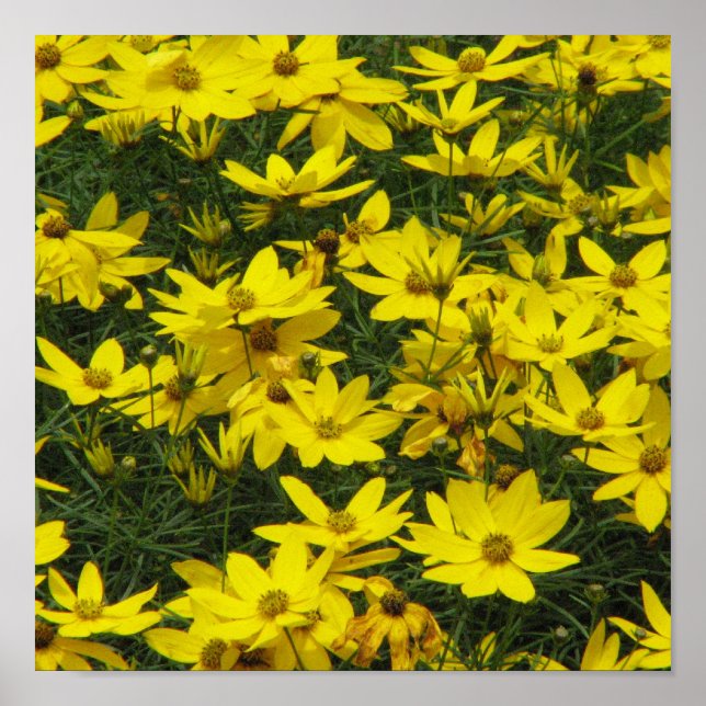 Coreopsis Skriv ut Poster (Framsidan)