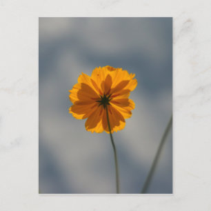 Coreopsis Vykort