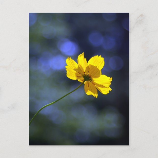 Coreopsis vykort (Framsida)