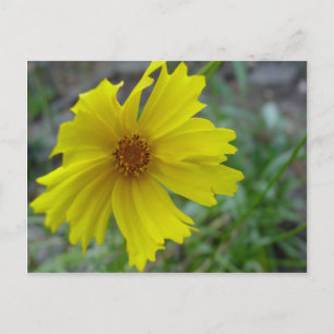 Coreopsis Vykort