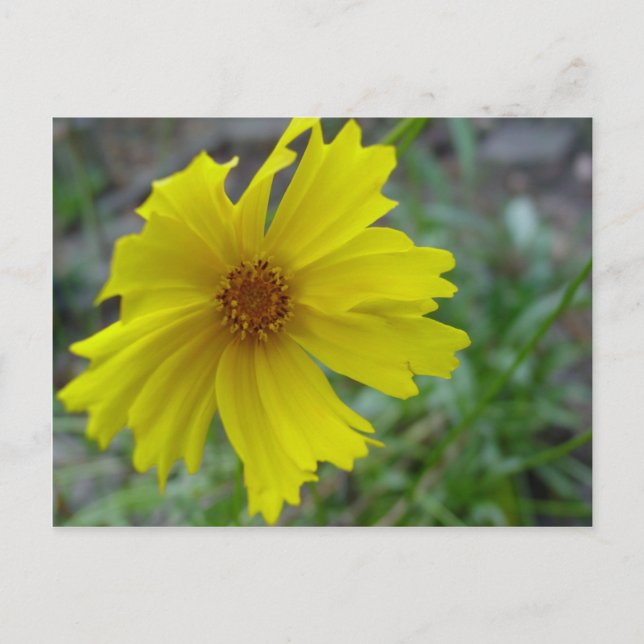 Coreopsis Vykort (Framsida)