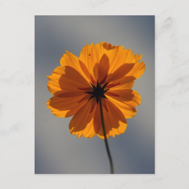 Coreopsis Vykort (Framsida)