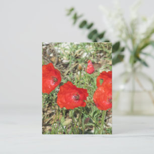 Corfu Red Poppies Vykort