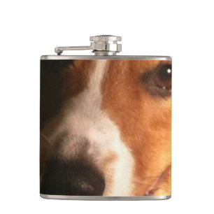 corgi-9 fickplunta