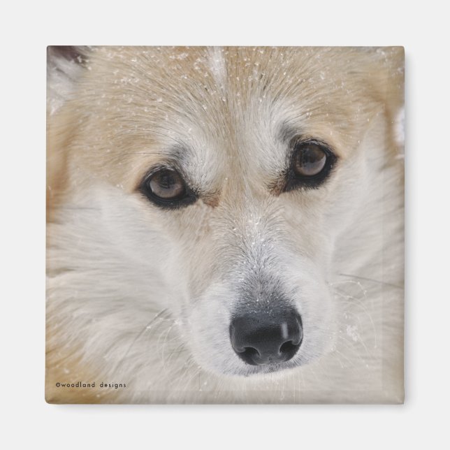 Corgi Ansikte Magnet (Framsidan)