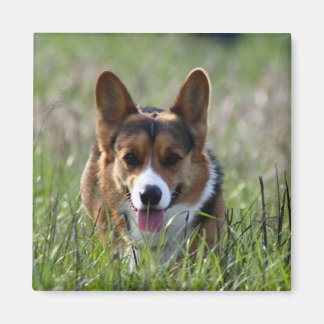 Corgi Hund Magnet