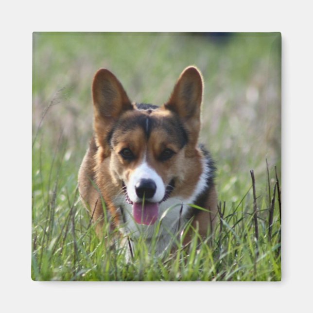 Corgi Hund Magnet (Framsidan)