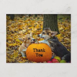 Corgi Hund Pumpa Höst Foto Tack Vykort