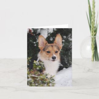 Corgi i Snö Kort