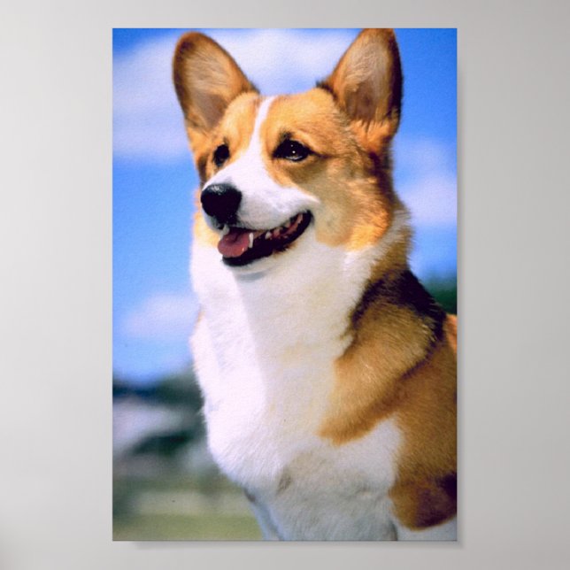 Corgi Poster (Framsidan)